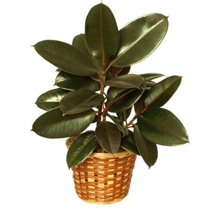 Rubber Tree Plant - Same Day Delivery