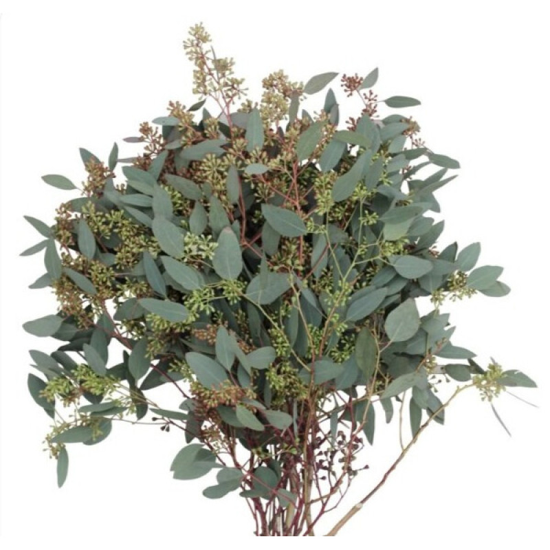 Seeded Eucalyptus Bundle - Same Day Delivery
