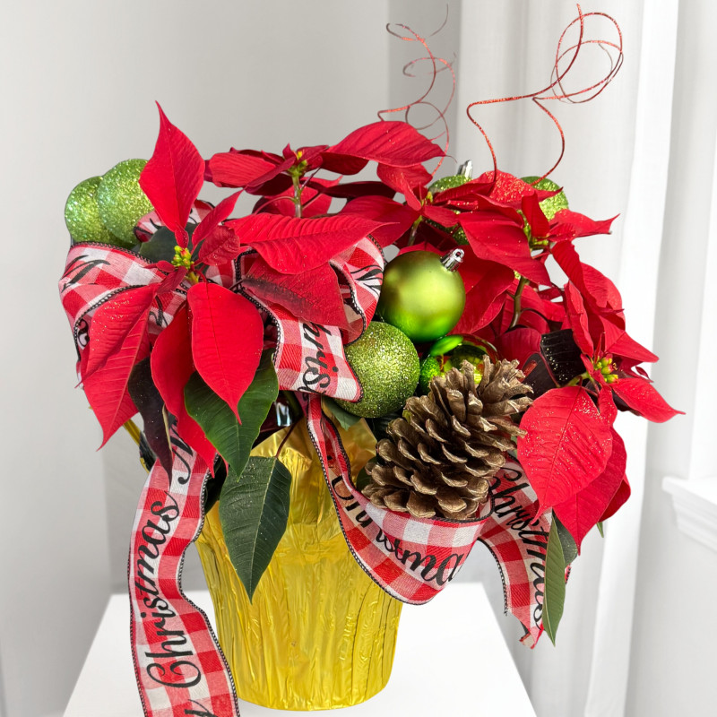 Festive Red Poinsettia - Small - Same Day Delivery