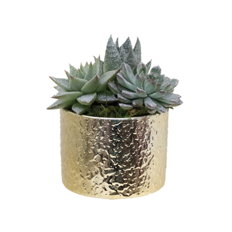  Golden Succulents - Same Day Delivery