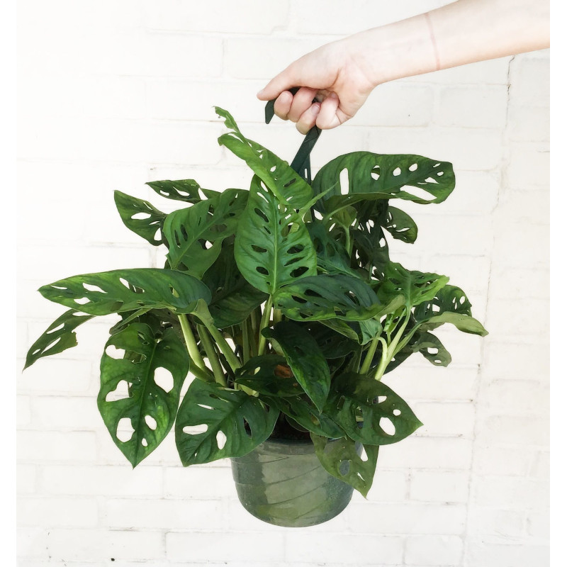 Hanging Swiss Cheese Plant - Same Day Delivery