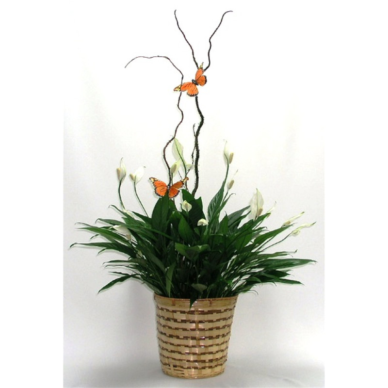 Large Peace Lily - Same Day Delivery