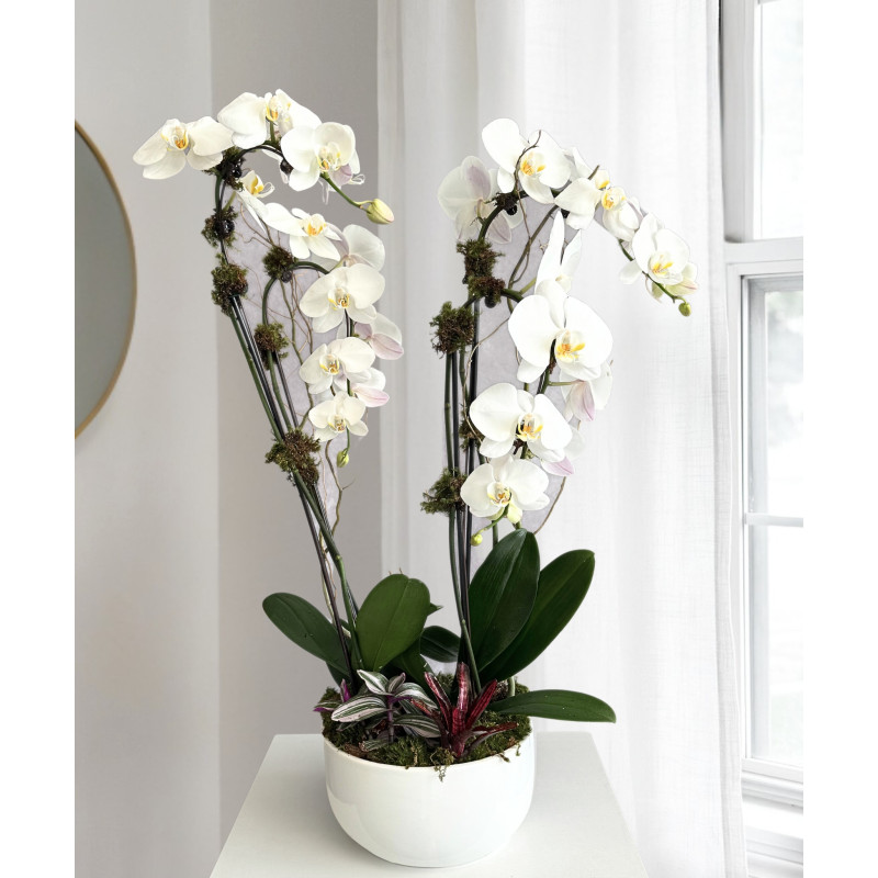 Modern Orchid - Same Day Delivery