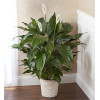Large Peace Lily: Traditional