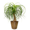 Ponytail Palm: Traditional