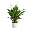 Large Peace Lily: Premium