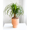 Ponytail Palm: Ponytail Palm in Peach Footed Ceramic 