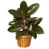 Rubber Tree Plant: Traditional