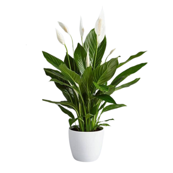 Premium Peace Lily in Ceramic Pot