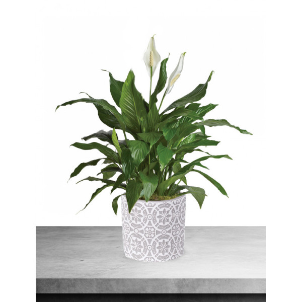 Peace Lily in Modern Container